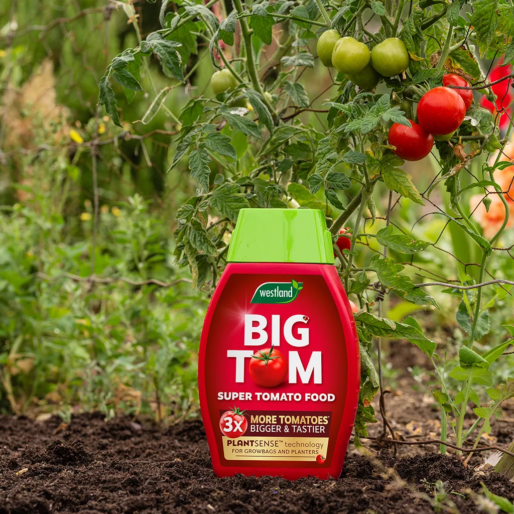 Westland Big Tom Super Tomato Food 1L - Image 3