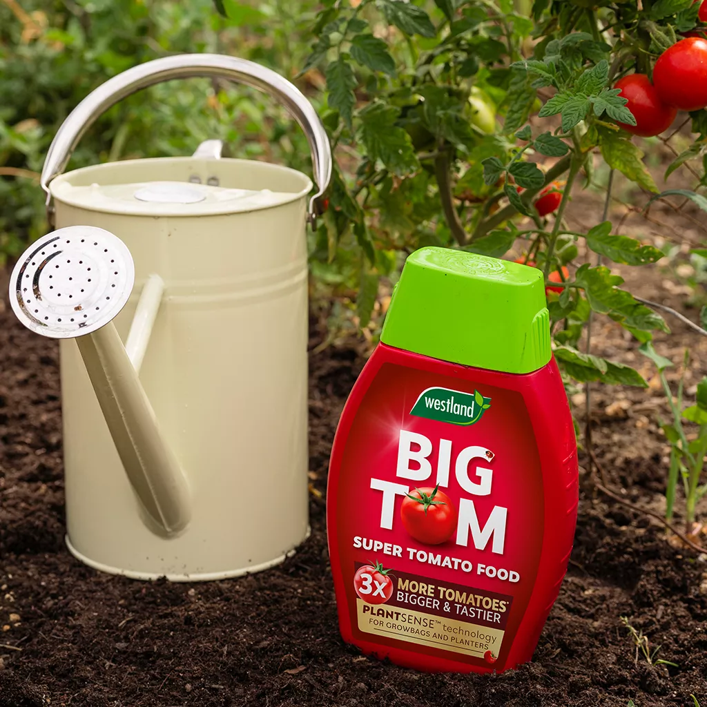 Westland Big Tom Super Tomato Food 1L - Image 4