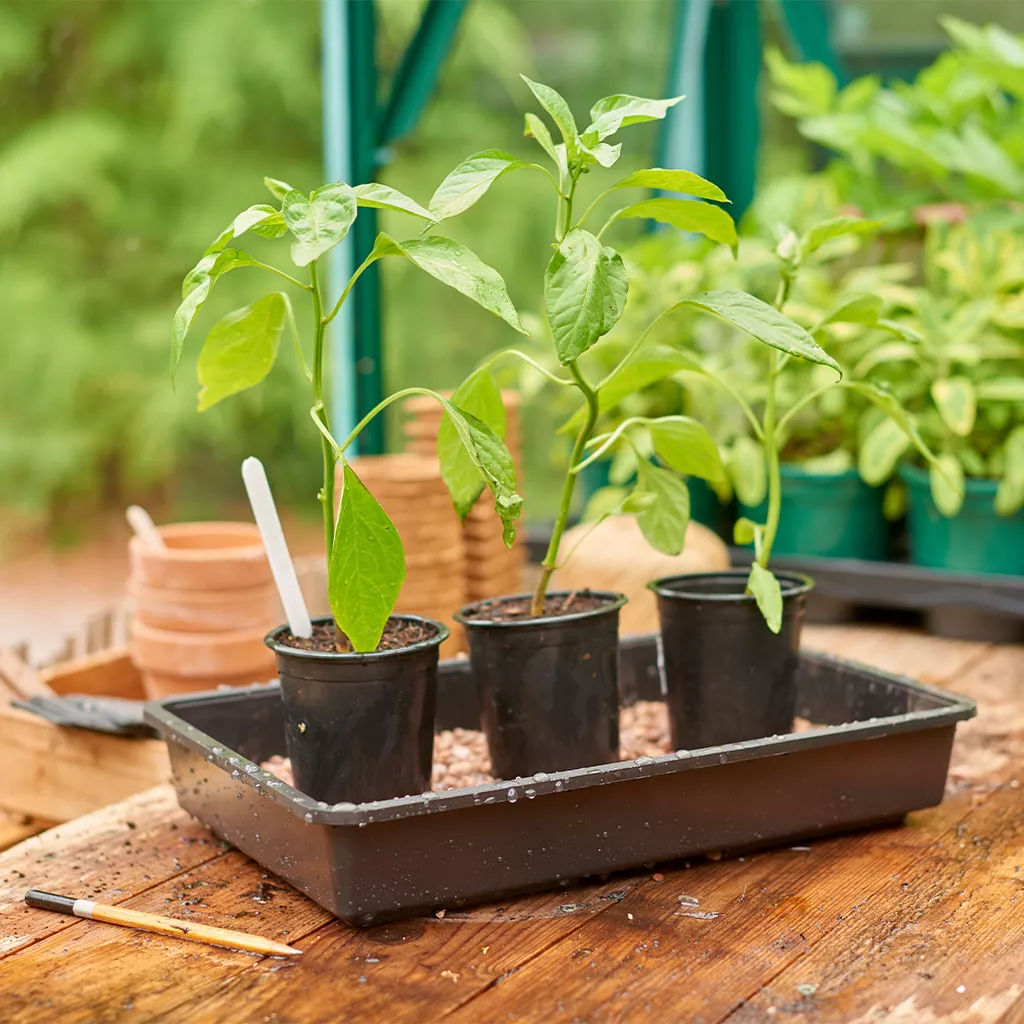 Gro-Sure Rigid Seed Tray 42 x 24.5cm - Image 3