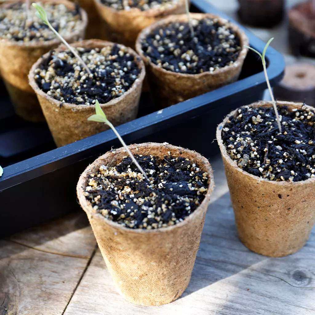 Gro-Sure Fibre Pots Round 6cm 96pk - Image 2