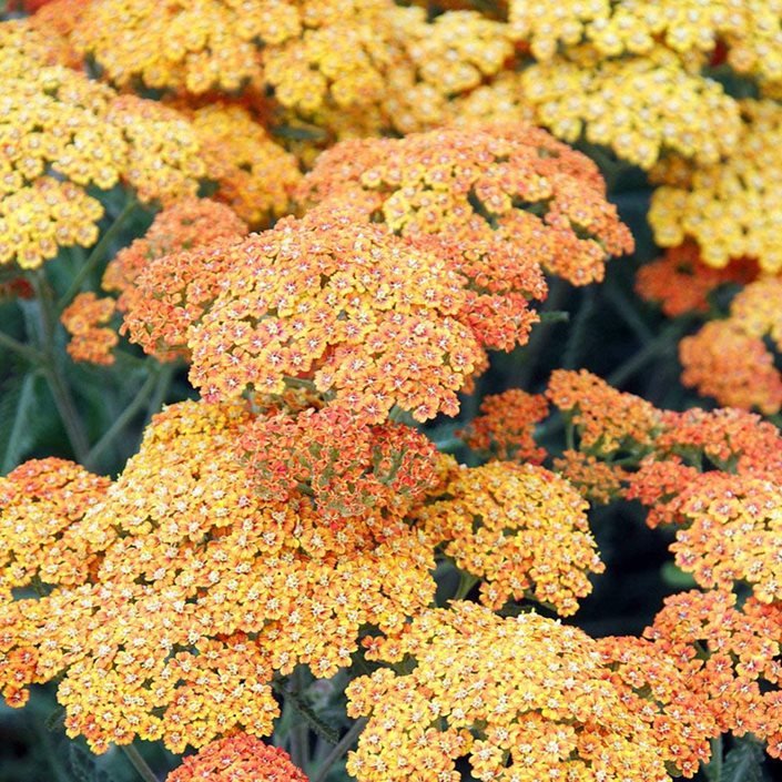 Achillea 'Terracotta' 2 Litre - Image 2