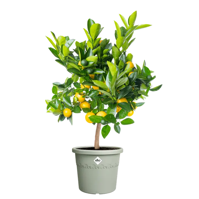 Algarve Cilindro 30cm Thyme Green - Image 2