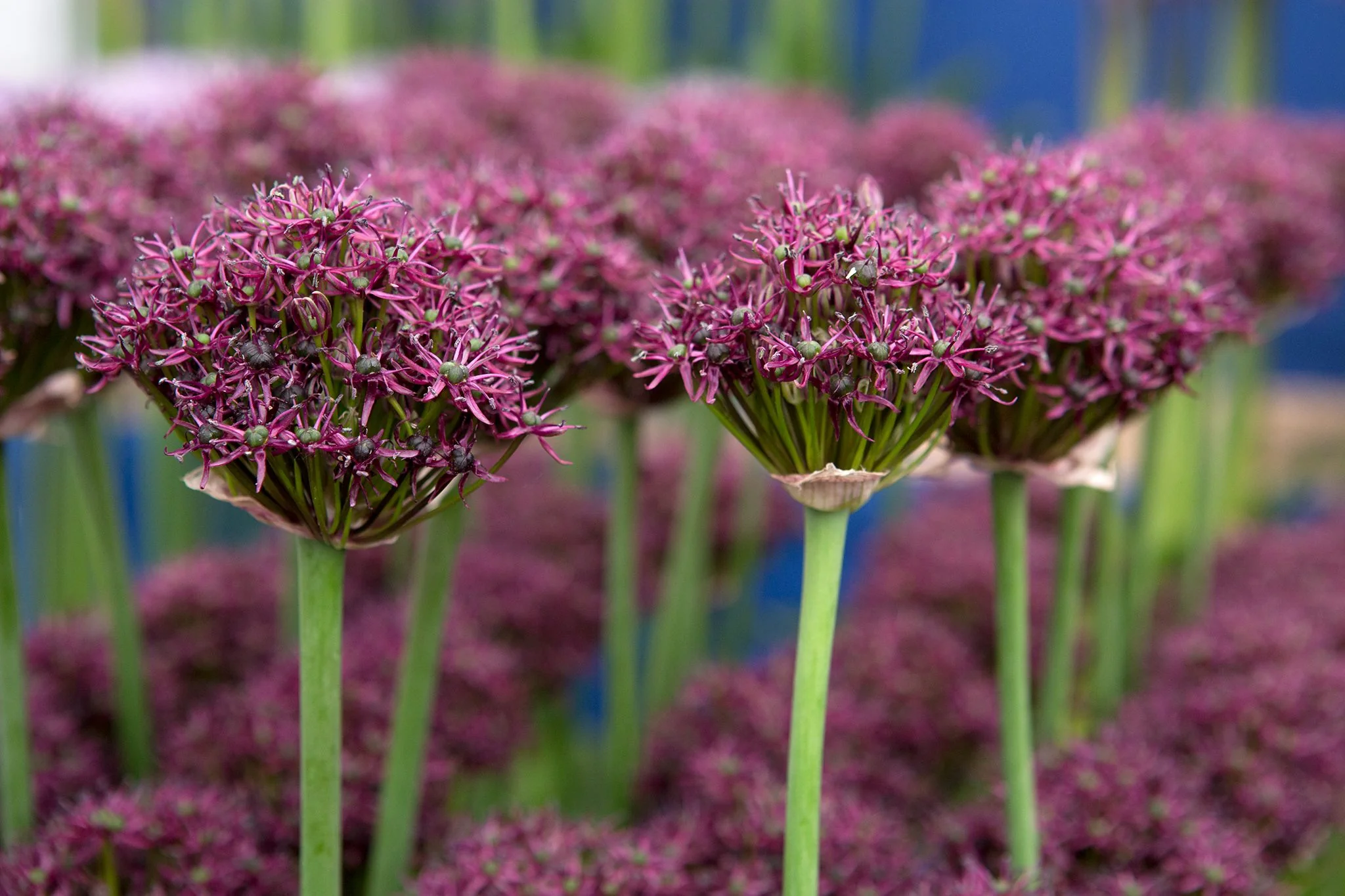 Allium atropurpureum 3L - Image 2