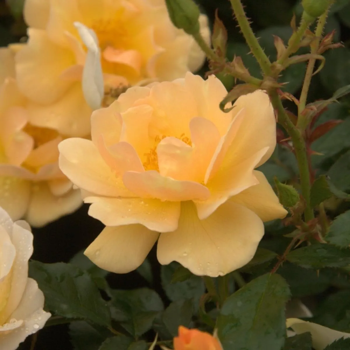 Amber Sun Floribunda Rose 4.5 Litre - Image 2