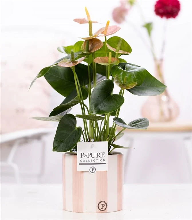 Anthurium pink in 12 cm ceramic 'Eline' Pot