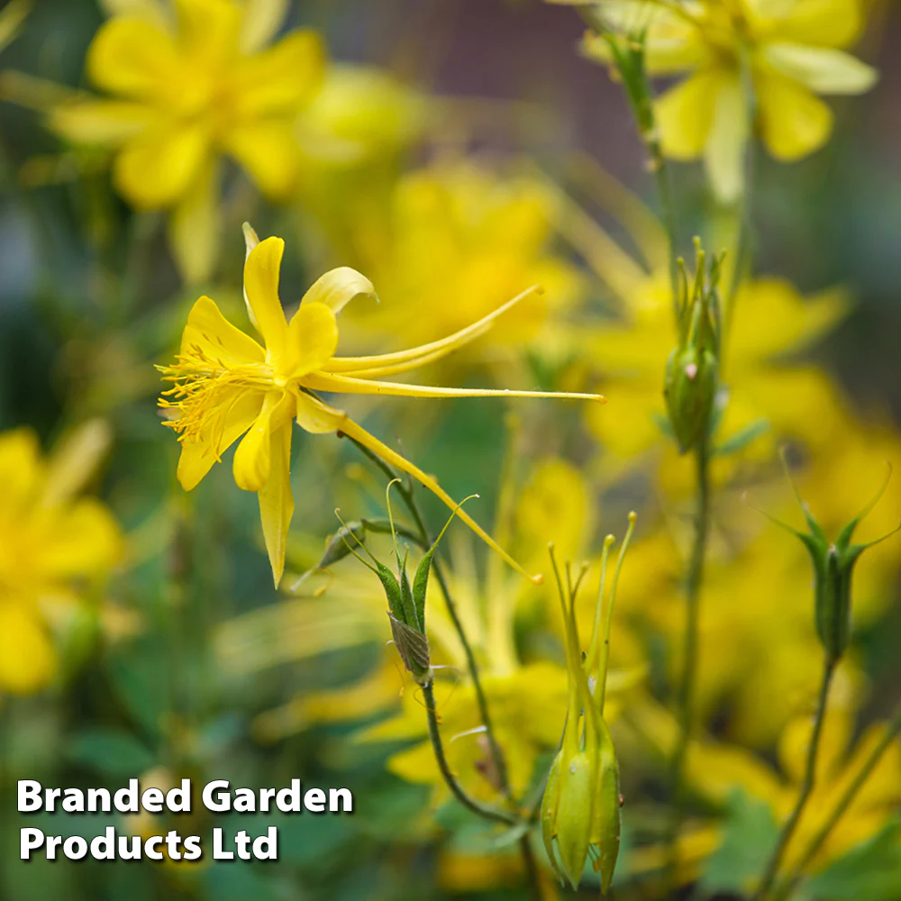 Aquilegia x Caerulea 'Sunshine' - Image 3