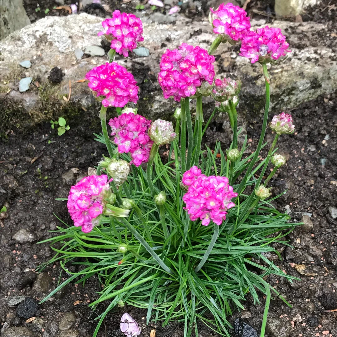 Armeria maritima 'Armada Rose' (9cm) - Image 2
