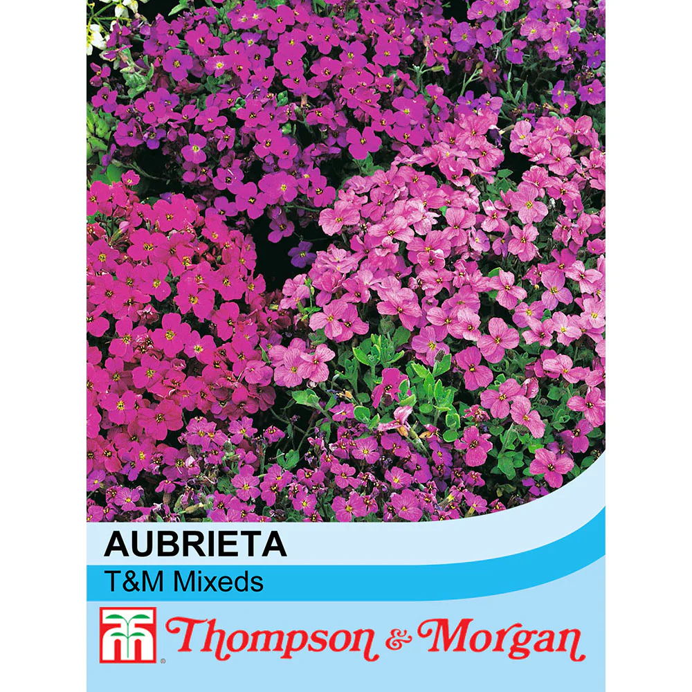 Aubrieta 'T&M Mixed Hybrids'