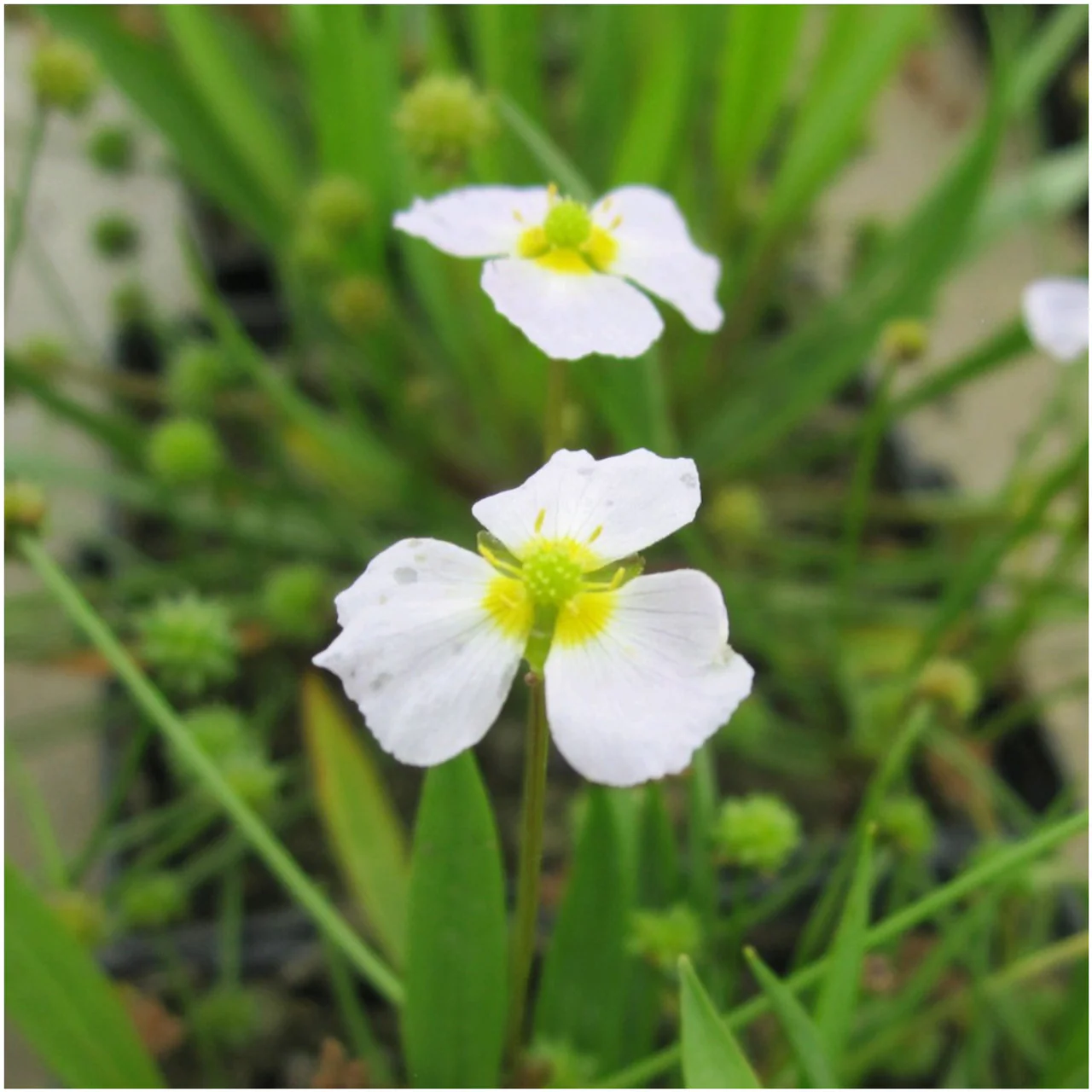 Baldellia ranunculoides | Lesser Water-Plantain Buttercup P9 - Image 2