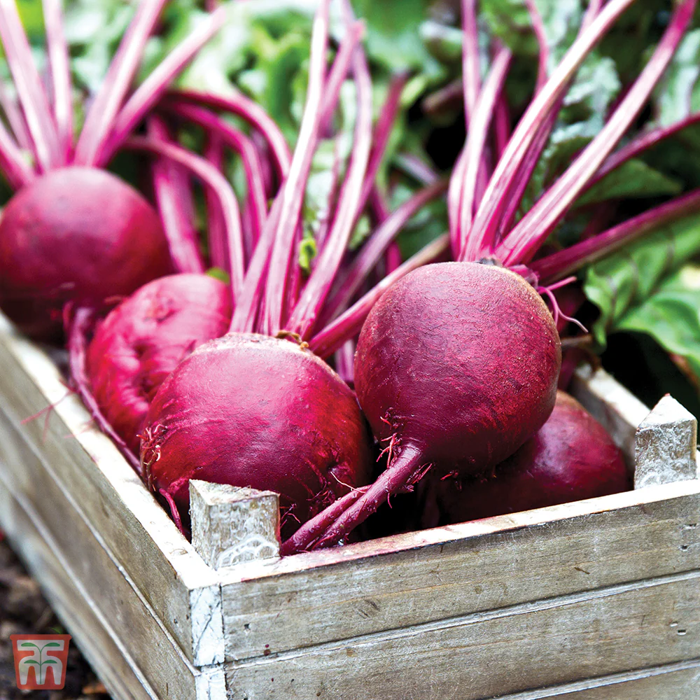 Beetroot 'Rubidus' (Globe) - Image 2