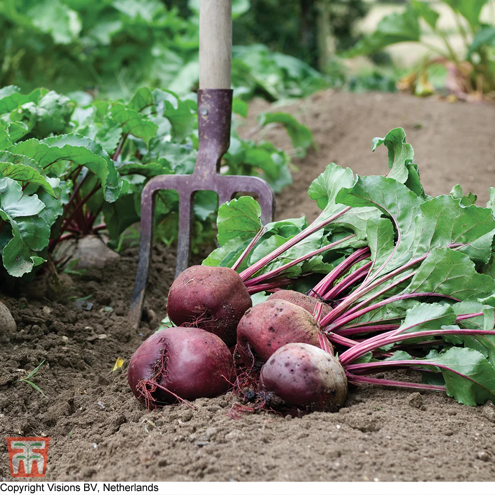 Beetroot 'Rubidus' (Globe) - Image 3