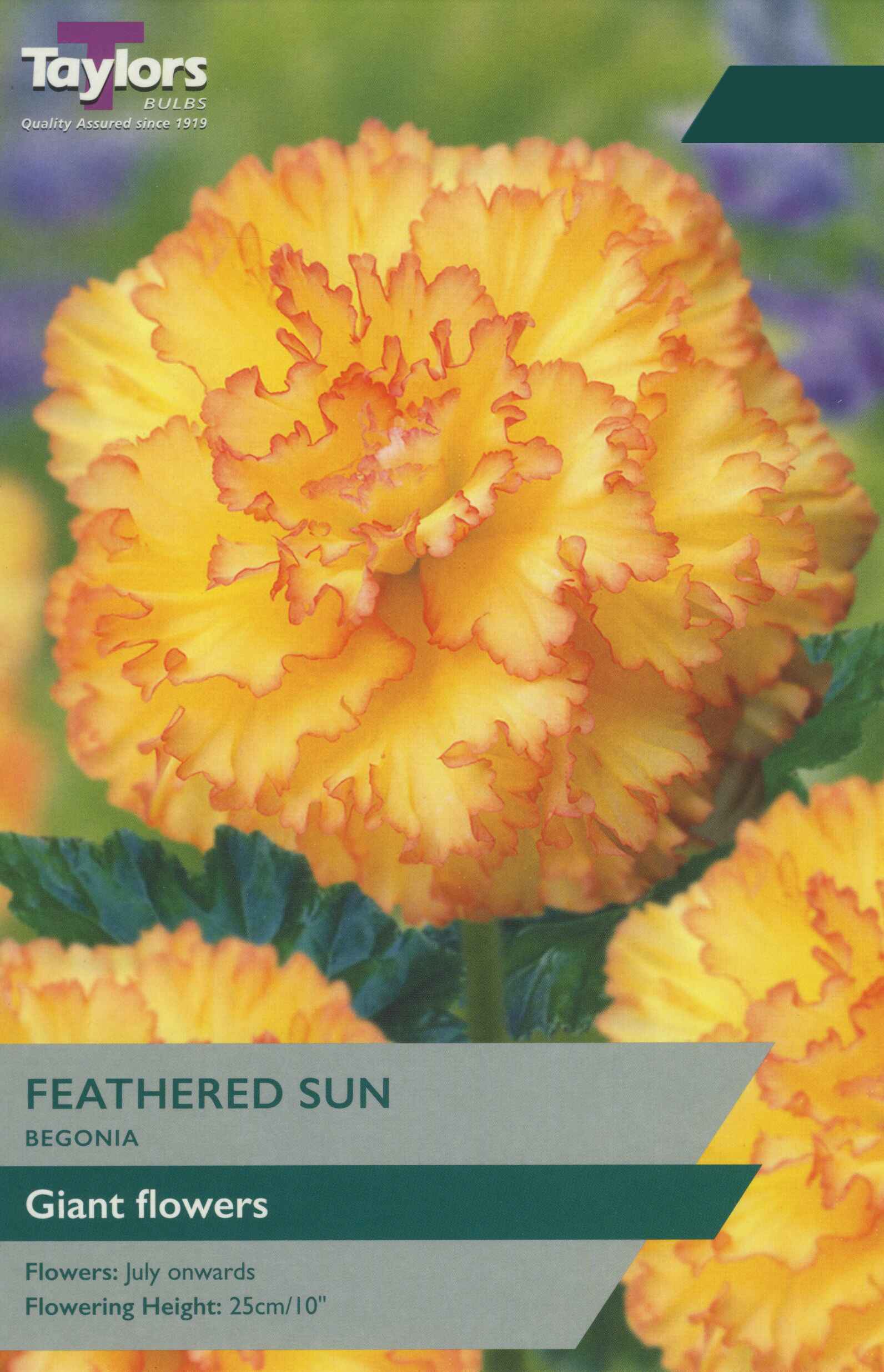 Begonia Feathered Sun 3 Bulbs Per Pack