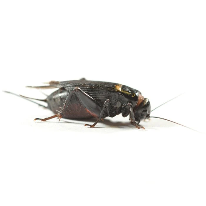 Black Crickets Hatchling 3mm Tub