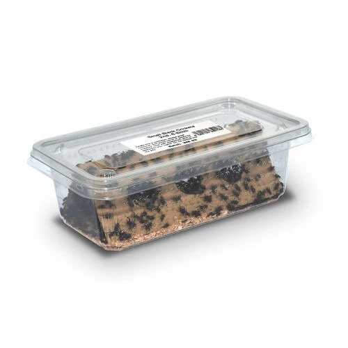Black Crickets Hatchling 3mm Tub - Image 2