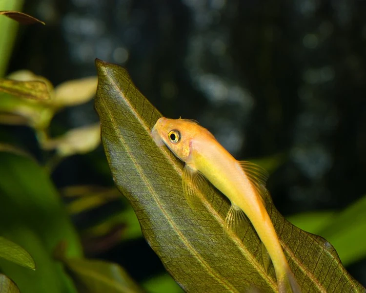 Black & Gold Sucking Loach Medium Large - Image 2