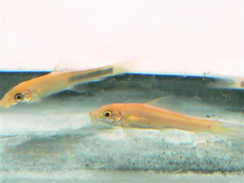 Black & Gold Sucking Loach Medium Large - Image 3