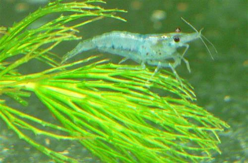 Blue Aura Shrimp - Image 4