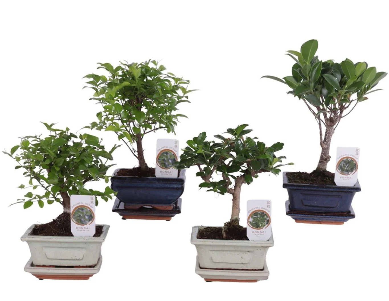 Bonsai in 12cm Ceramic Pot 20cm Height (Sold Individually)
