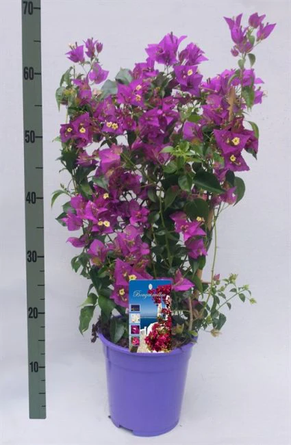 Bougainvillea 'Alexandra' on Trellis P17