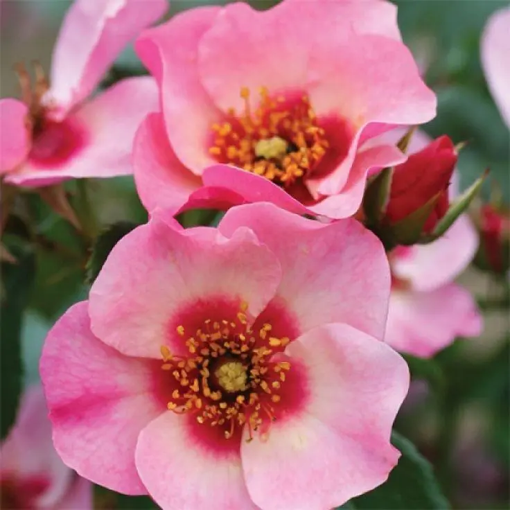 Bright As A Button Persica Rose (3.5 Litre)