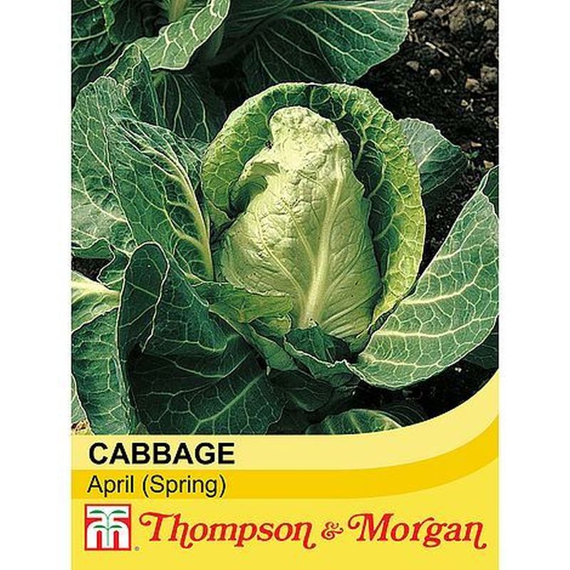 Cabbage 'April' (Spring)
