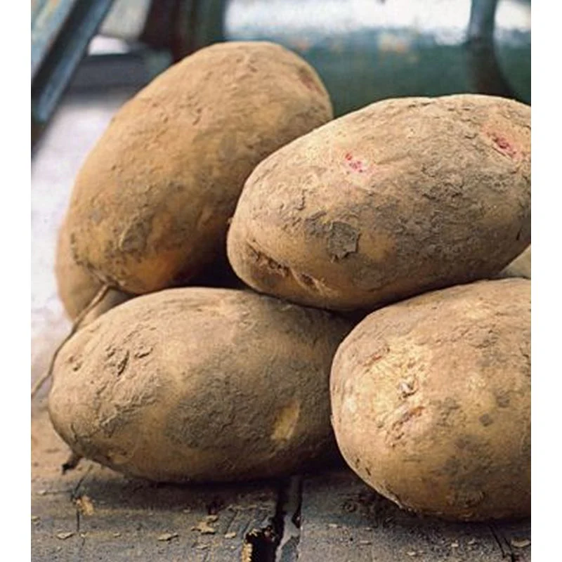 Cara Seed Potato 2kg - Main Crop