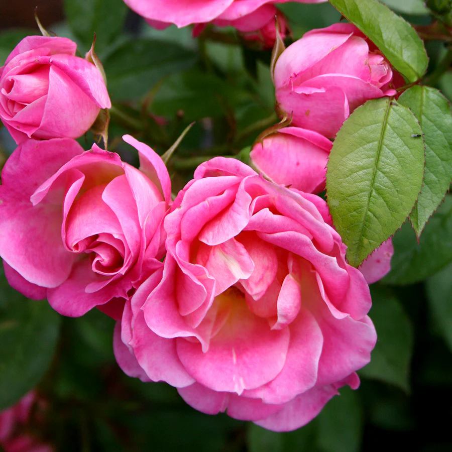 Carefree Days Patio Rose 3.5 Litre