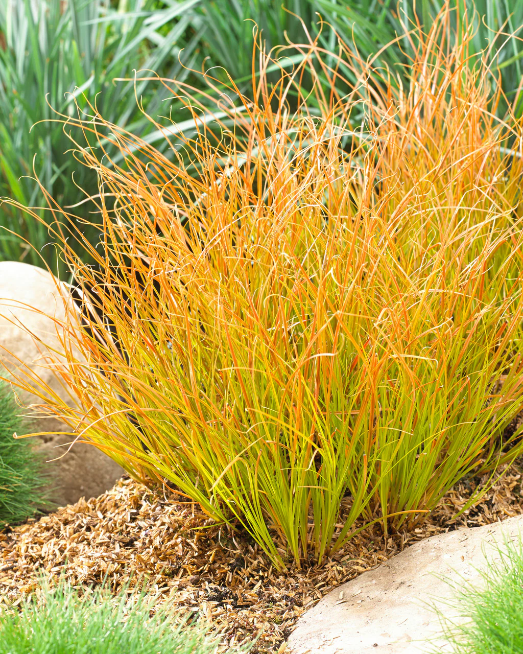 Carex testacea 'Prairie Fire' P14