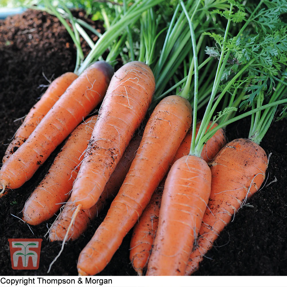 Carrot 'Nantes 2' - Image 2