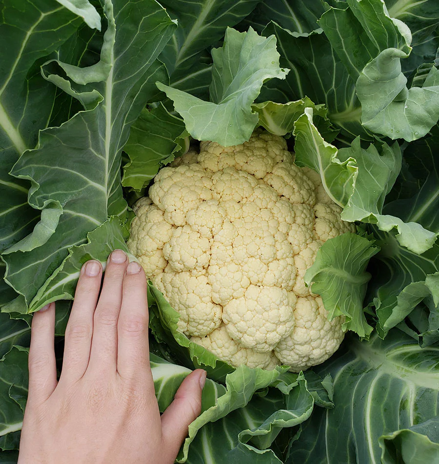 Cauliflower 'Walcheren Winter Pilgrim' 5 - Image 2