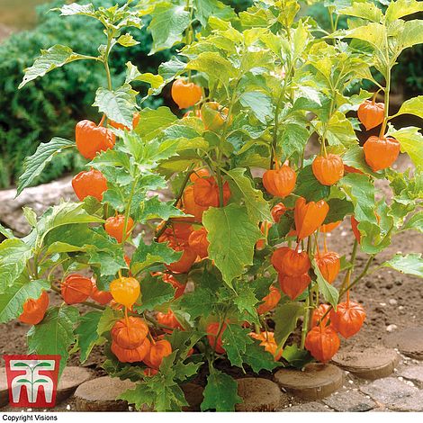 Chinese Lanterns 'Physalis Alkekengi' - Image 2