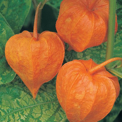 Chinese Lanterns 'Physalis Alkekengi' - Image 3