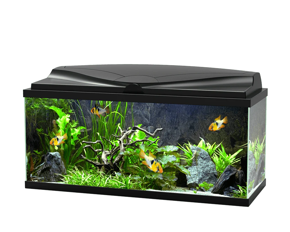 Ciano Aquarium Aqua 80 LED Black with LED Lights & Black Lid and Filter 71 Litre