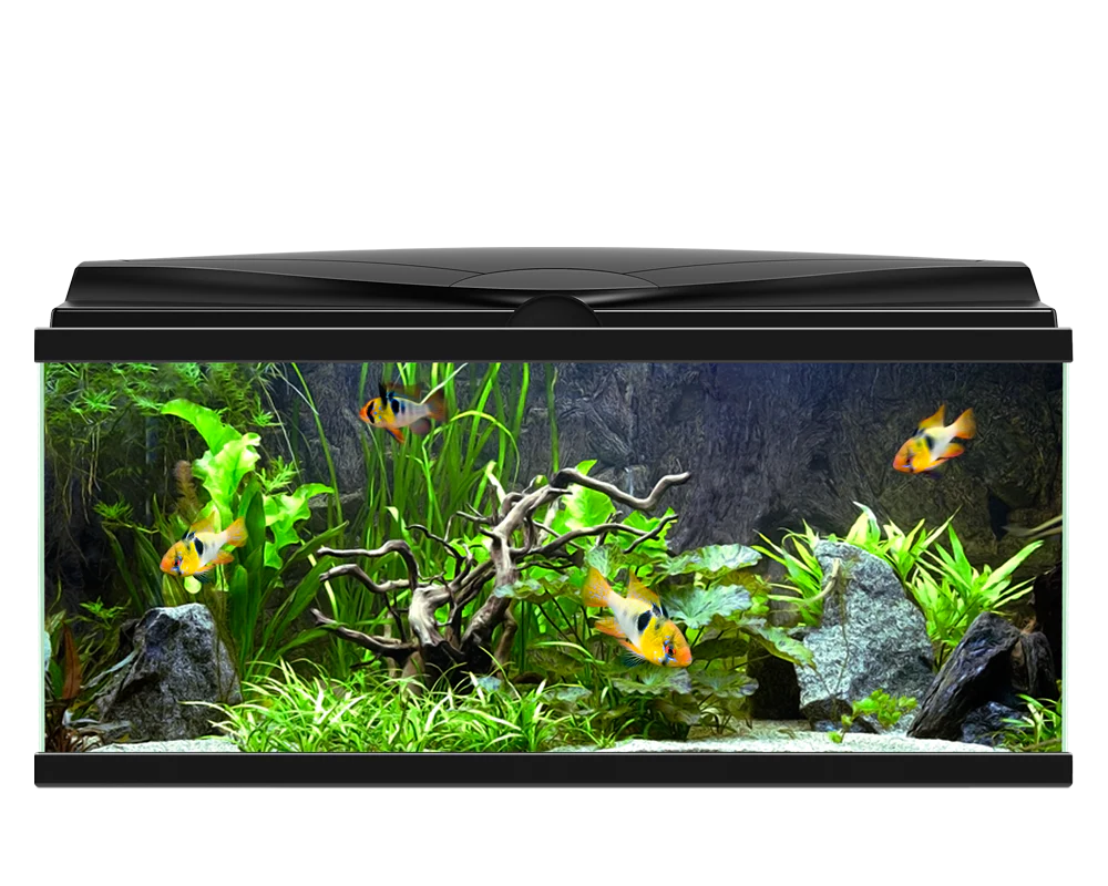 Ciano Aquarium Aqua 80 In Black With LED Lights & Black Lid - 71 Litre - Image 2