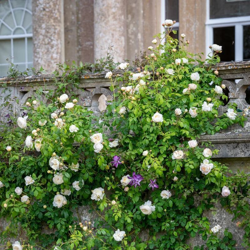 Claire Austin David Austin Fragrant Rose 6 Litre - Image 2