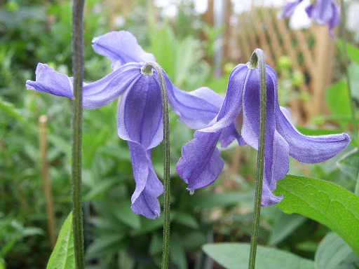Clematis 'Budapest' 2 Litre single cane - Image 2