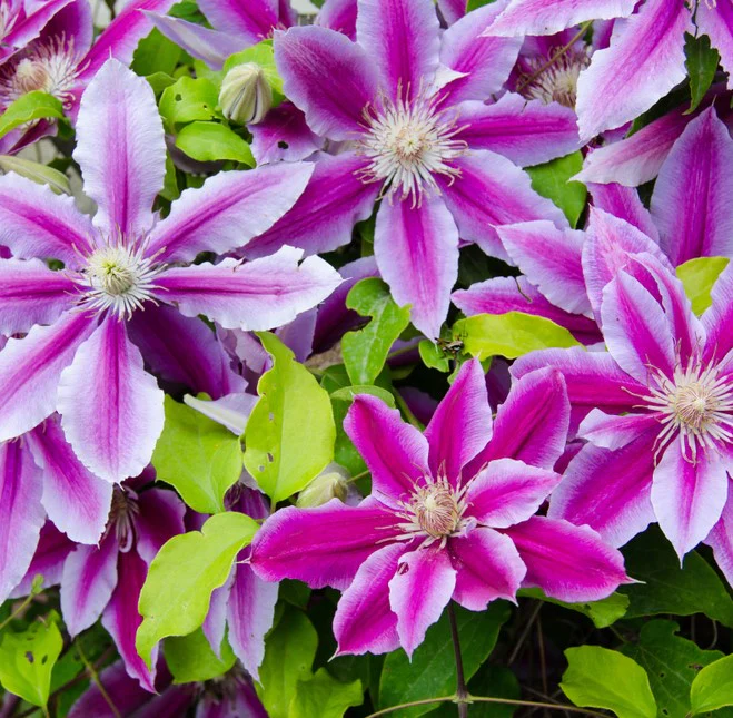 Clematis 'Dr Ruppel' 2 Litre, 4 canes