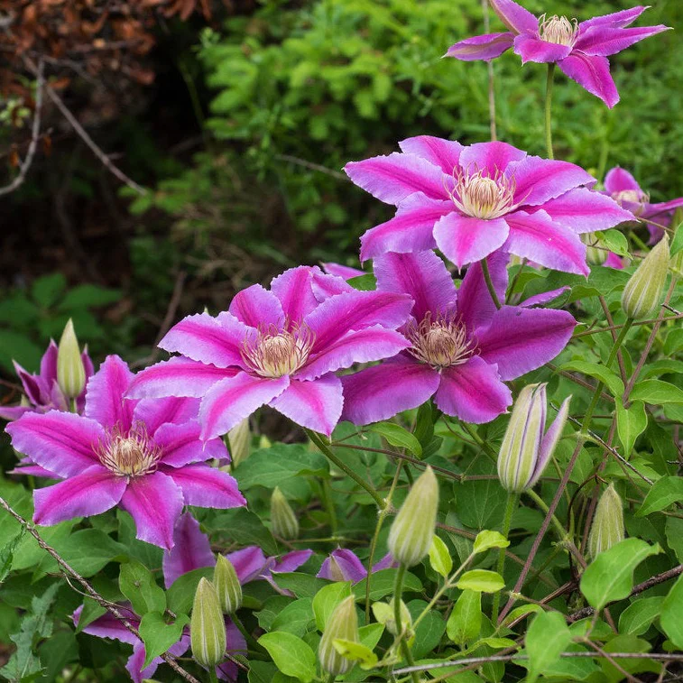 Clematis 'Dr Ruppel' 2 Litre, 4 canes - Image 2
