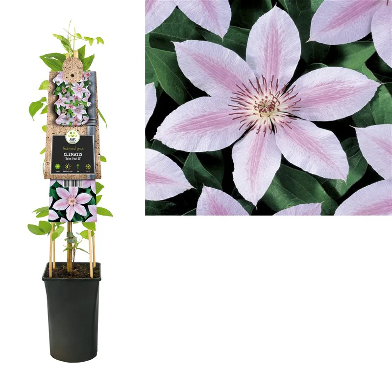 Clematis 'John Paul II' (2.25 Litre) - Image 2