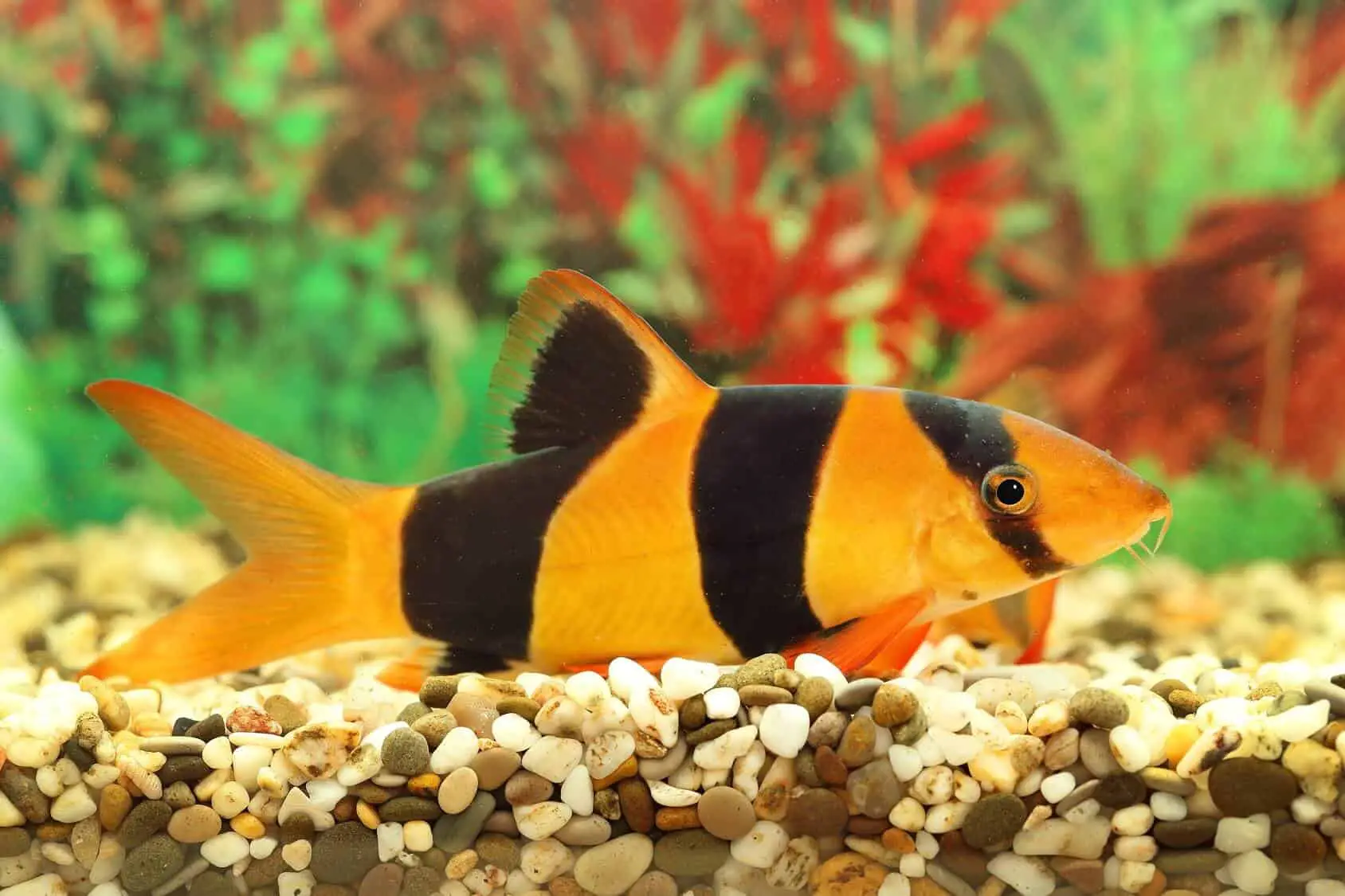 Clown Loach 1.75" - Image 3