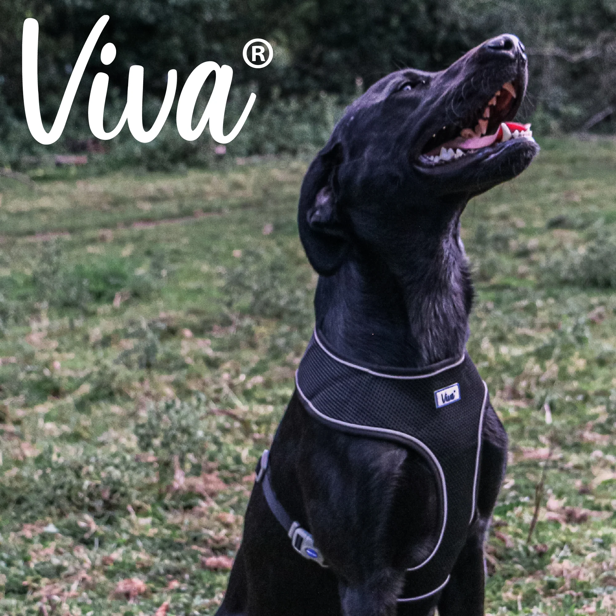 Ancol Viva Comfort Mesh Dog Harness Black Medium (44-57cm Chest) - Image 3