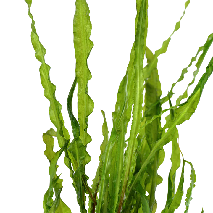 Cryptocoryne Crispatula Potted 125 - Image 3