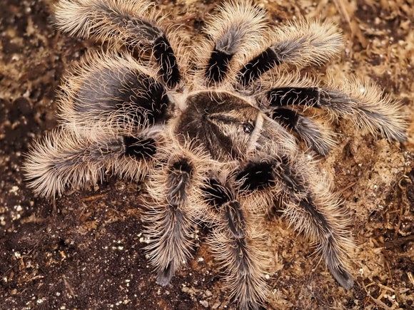 Curly Hair Tarantula (Tliltocatl ex. Brachypelma albopilosus) Medium - Image 2