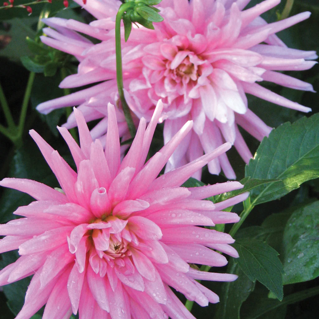 Dahlia Park Princess 1 Bulb Per Pack - Image 3