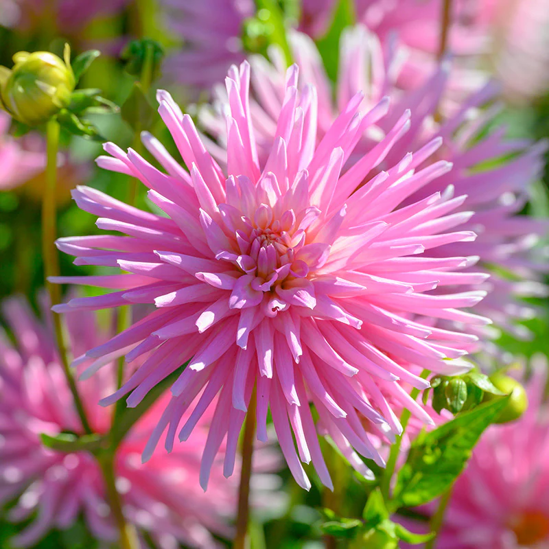 Dahlia Park Princess 1 Bulb Per Pack - Image 6