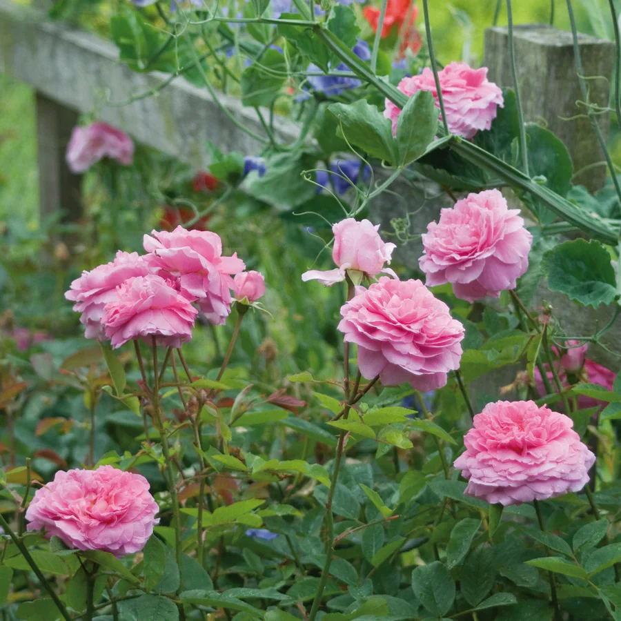 The Mayflower David Austin Fragrant Rose 6 Litre - Image 6
