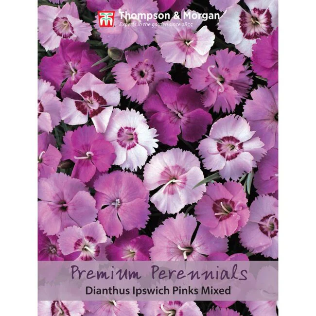 Dianthus Ipswich Pinks Mix