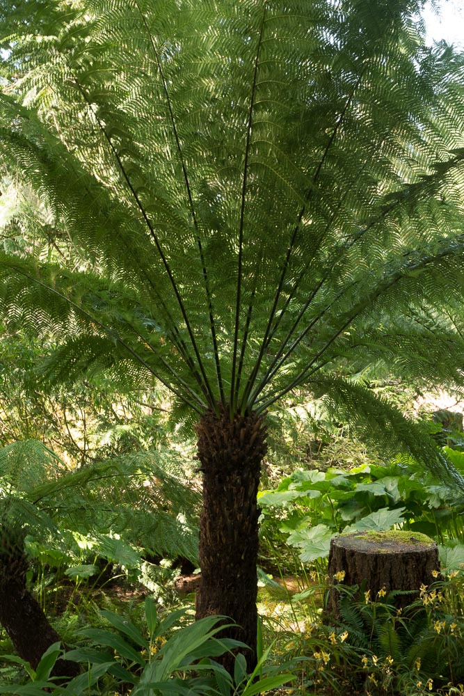 Dicksonia antartica Tree Fern 4 Ft Stem - Image 4