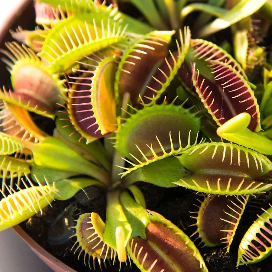Dionaea muscipula 'Venus Flytrap' 7 cm Terracotta Pot - Image 2