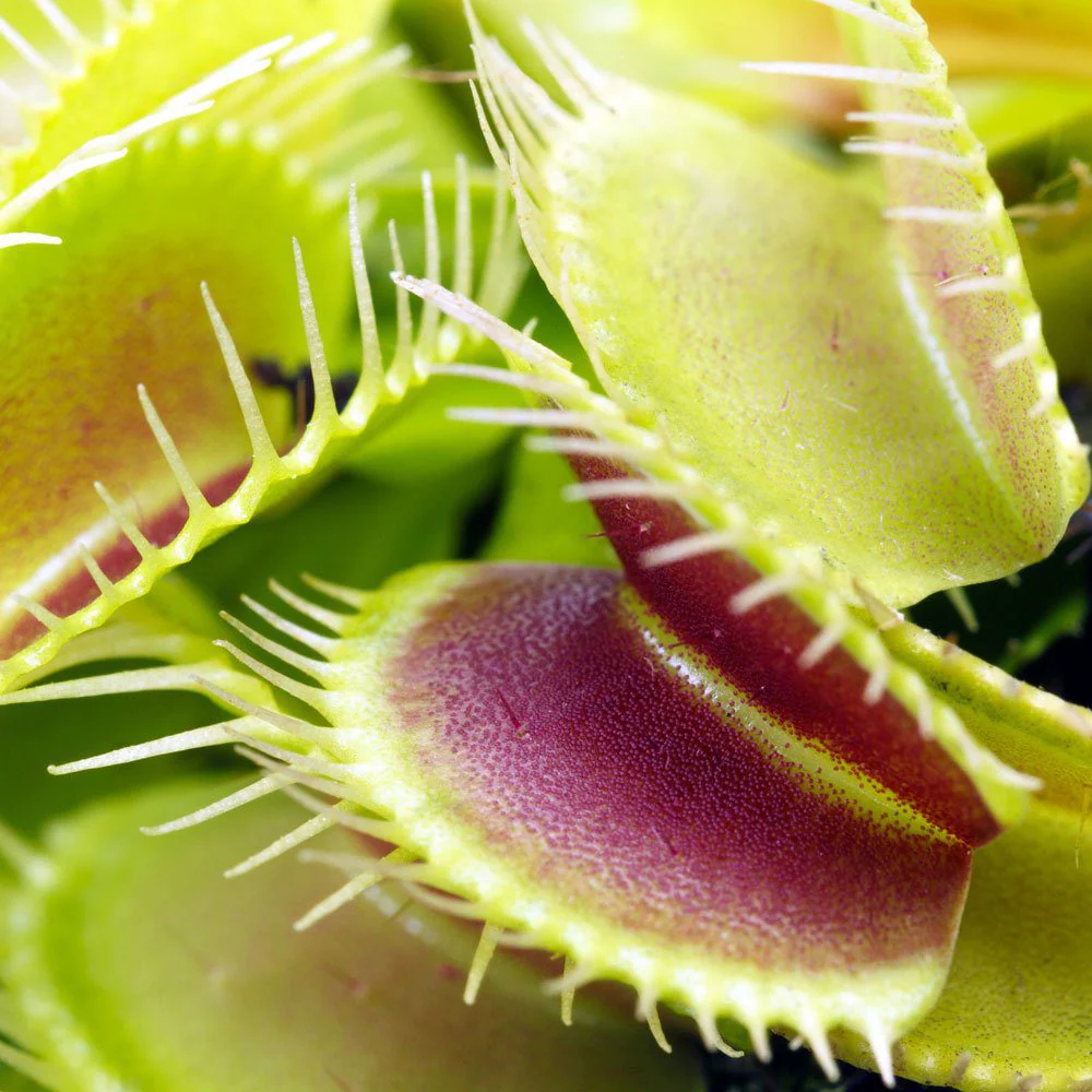 Dionaea muscipula 'Venus Flytrap' 7 cm Terracotta Pot - Image 3